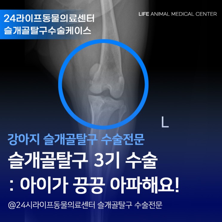 [대구강아지슬개골탈구수술/24시라이프동물의료센터] 슬개골탈구 3기 수술 : 강아지가 끙끙 아파해요!