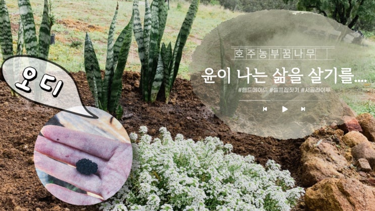 [호주농부꿈나무] 윤이 나는 삶이 되기를… #삽목 #오디 따먹음 #일개미인생