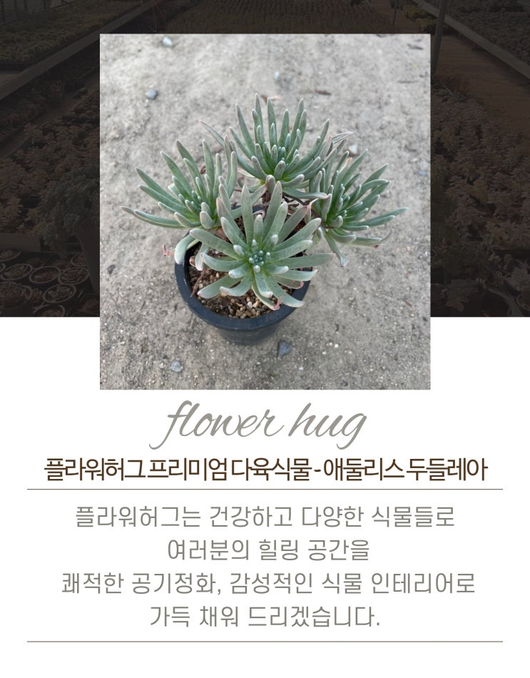  프리미엄 다육이 애둘리스 두둘레아 소형