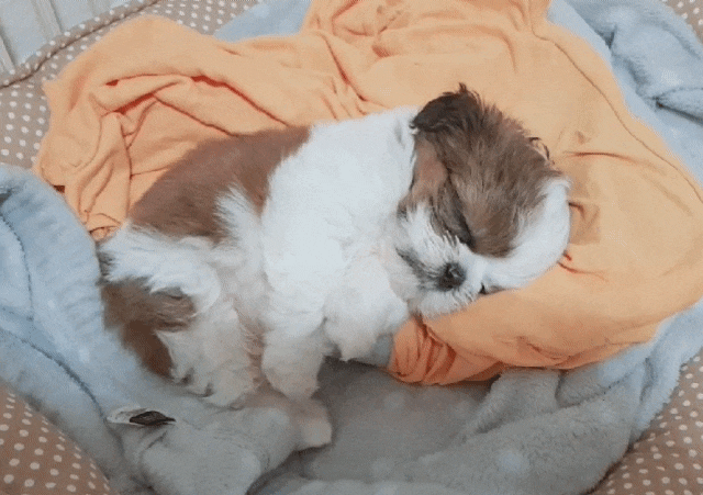 강아지 평균 수면시간과 잠자는 자세로 알아본 심리
