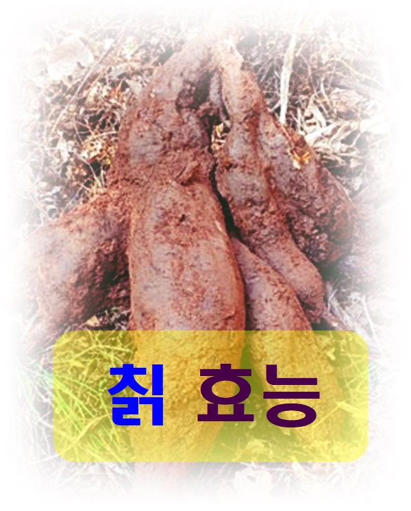  칡 효능 알고 먹어요