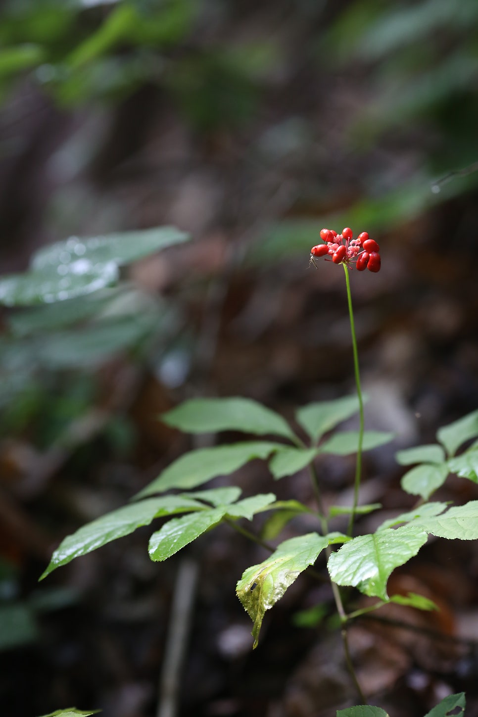 천지산 사진 4