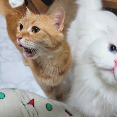 모모, 쿠로, 히로 고양이가 나를 보고 우는 이유 : 네이버 블로그
