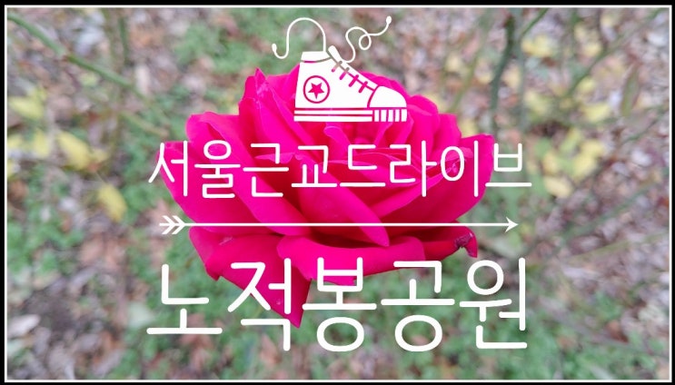  늦가을 호수와 장미가 있는 안산시가볼만한곳