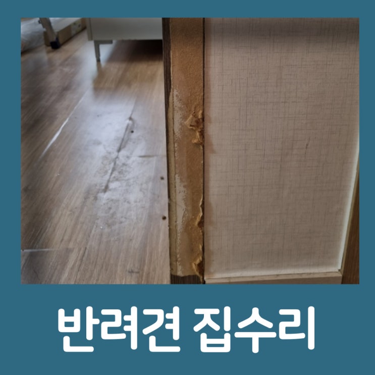  반려견 집수리 벽지 걸레받이 몰딩 훼손 수리
