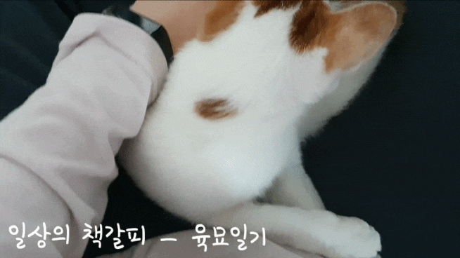  <2인2묘 라이프> 2021. 11. 21.~22. 잘 때가 제일 이뻐