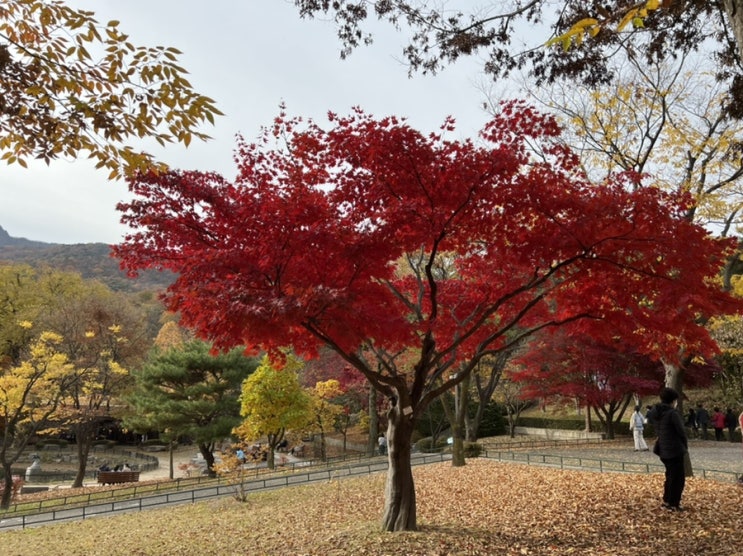  일상일기_단풍구경, 미아족발, 치즈타르트, 예복맞춤, 드레스투어, 호캉스