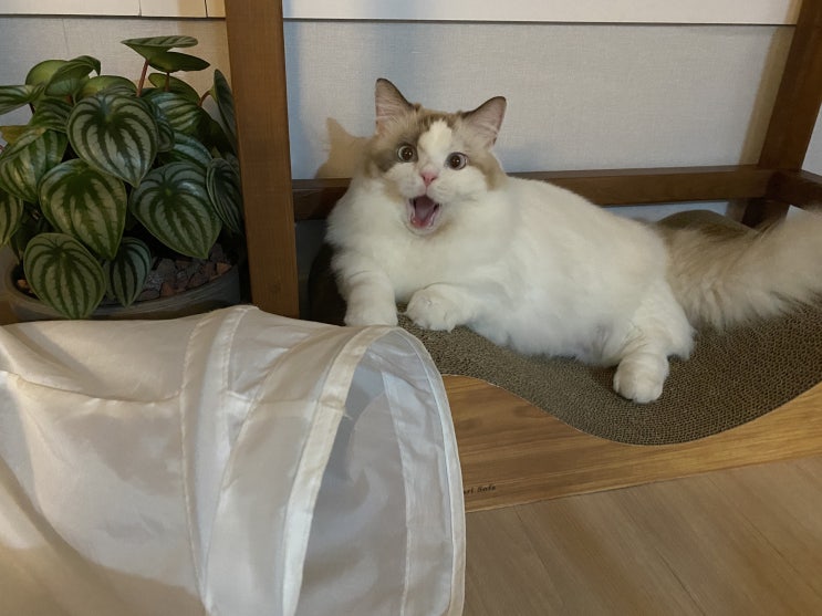  오랜만에 올리는 래가퍼 고양이 연유 일상