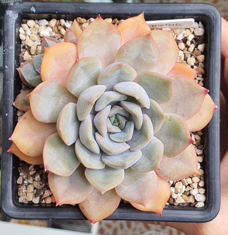  피어리스, 플로리디티, Echeveria
