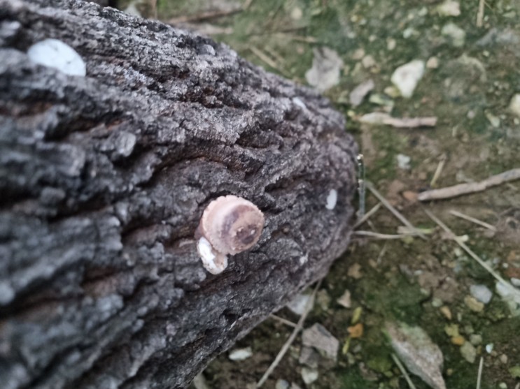 표고버섯 재배방법 - 참나무표고버섯 수확중