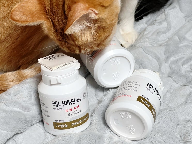 고양이 신부전 처방약 저렴하게 파는 곳, 신림동 '봉천현대동물병원'