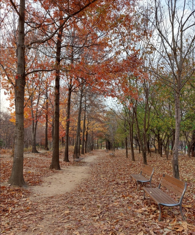 성수동 서울숲 걷기좋은 힐링숲 만추의 단풍이 아름다운 서울숲