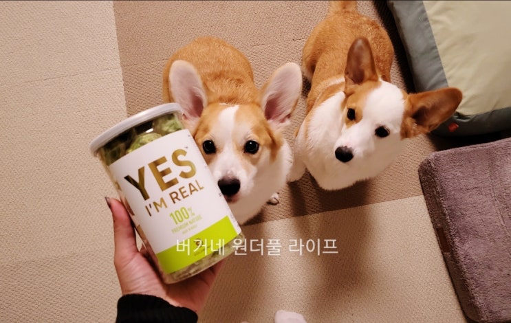  강아지 간식 동결건조 방울양배추 후기!