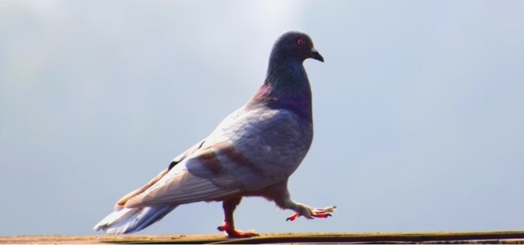 비둘기는 걸을때 왜 목을 앞뒤로 흔들까?