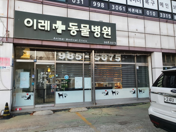  김포 이레 동물 병원 추천 - 11살 암컷 고양이 막내 금떵이 골반 슬개골 아탈구 (긴 글 주의)