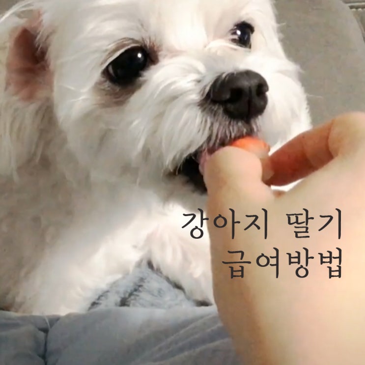 강아지 딸기 먹어도 가능하지만 주의사항은!