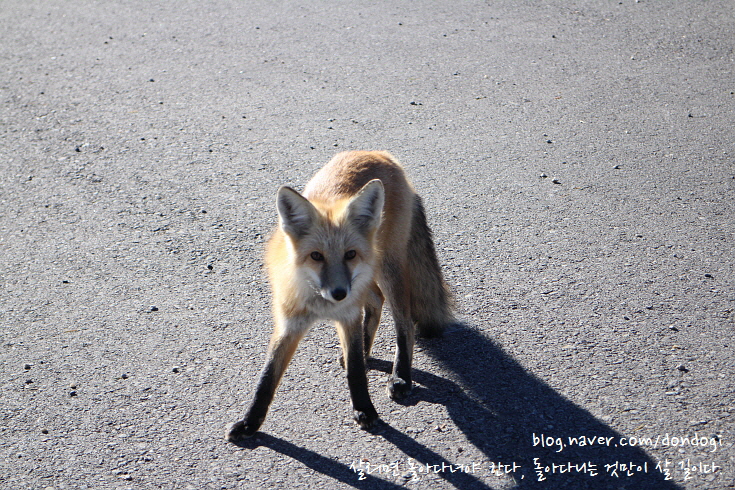  [3차 미국 서부 여행] 1. 샌프란시스코, 솔트레이크시티, 레드폭스(Red Fox)