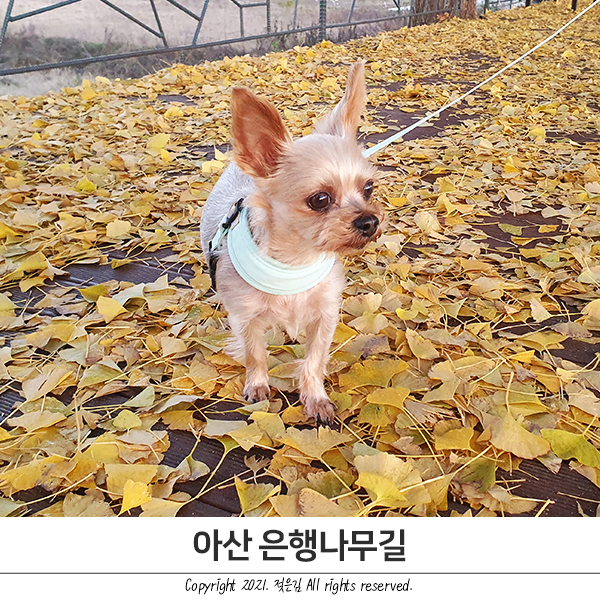 아산 곡교천 은행나무길 강아지와 함께