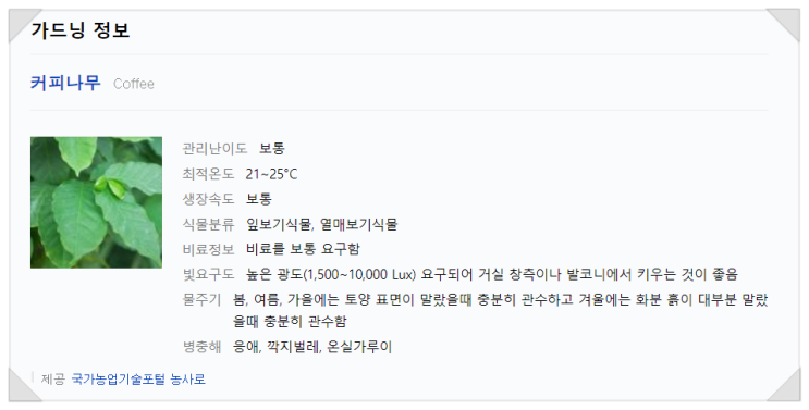  베란다에서 커피나무 키우기 초보 이야기
