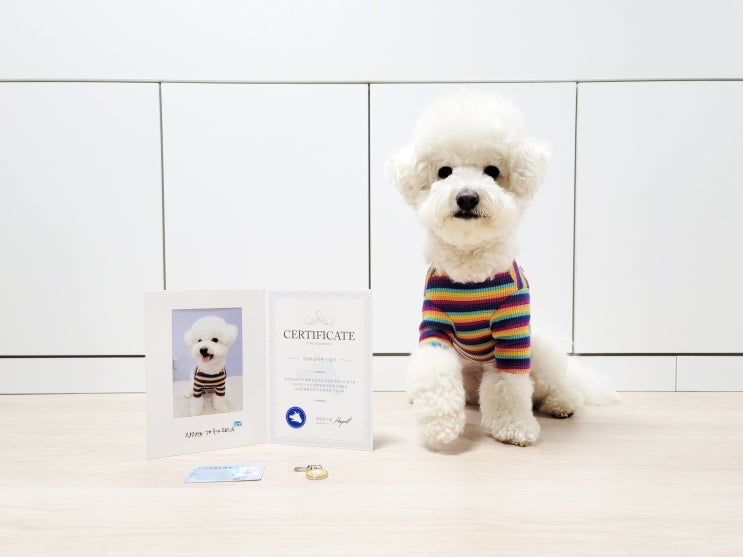  강아지 외장칩 재발급,개민증 반려동물등록 온라인으로 가능!