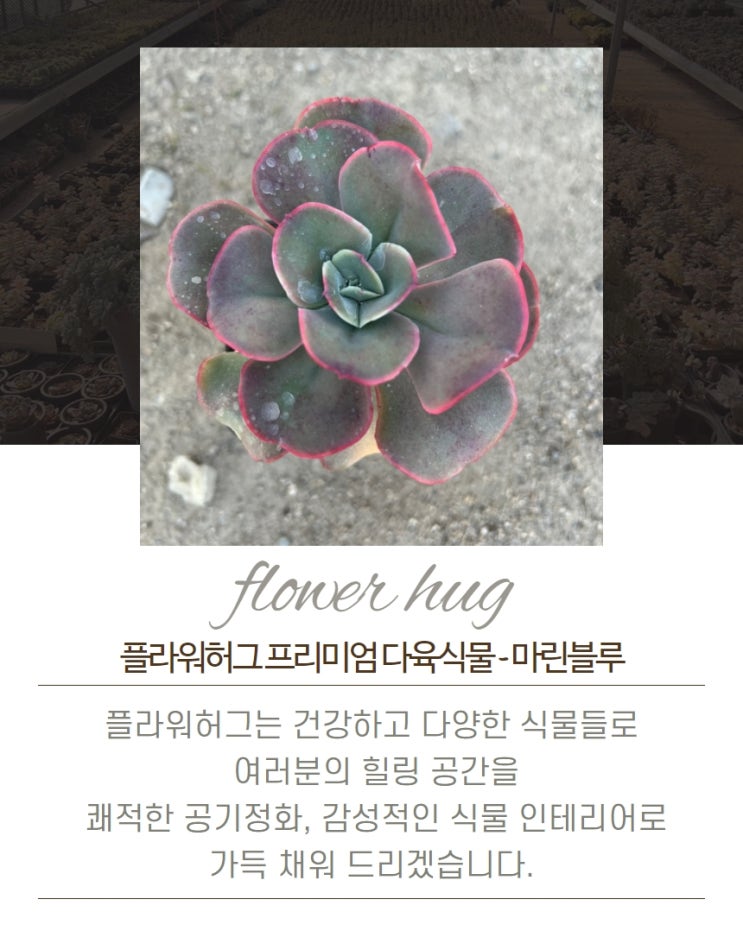  프리미엄 다육이 마린블루 묵은둥이
