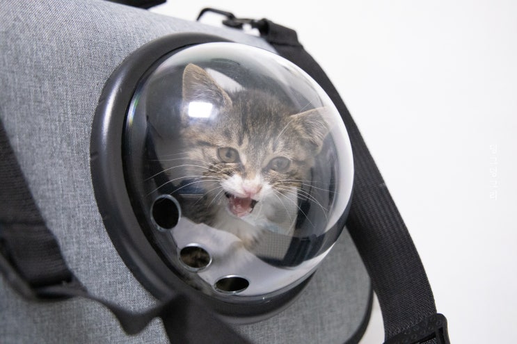 고양이 우주선가방 이동장으로 안전하게 모시겠다냥
