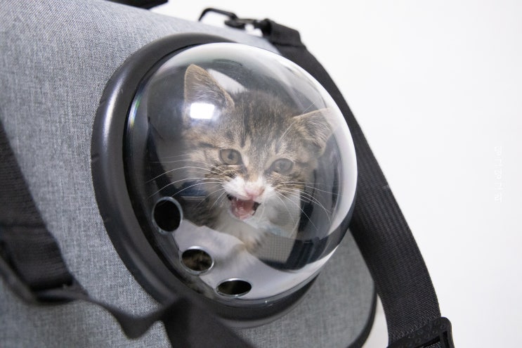  고양이 우주선가방 이동장으로 안전하게 모시겠다냥