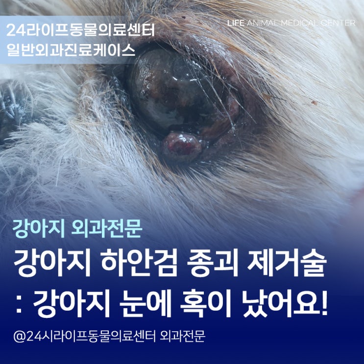 [대구노령견동물병원/24시라이프동물의료센터] 강아지 하안검 종괴 제거술 : 강아지 눈에 혹이 났어요!
