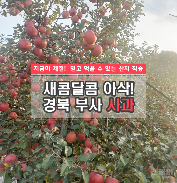 산지직송 의성 사과 5KG/10KG 판매합니다.