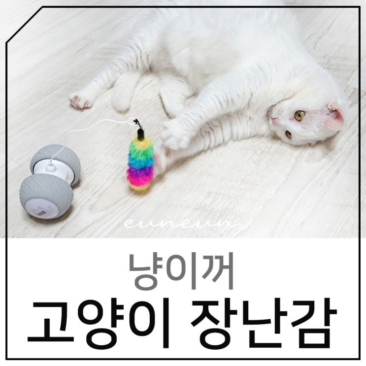 고양이 자동 장난감 외로운 고양이를 위한 추천 냥이꺼