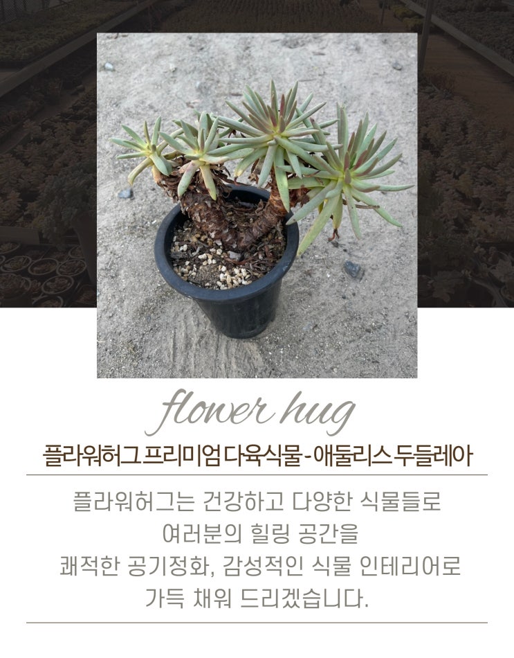  프리미엄 다육이 애둘리스 두둘레아 중품