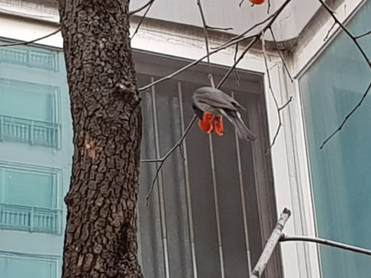  까치가 감 파먹는 모습 포착 :: 평범한 등원길에 만난 행운
