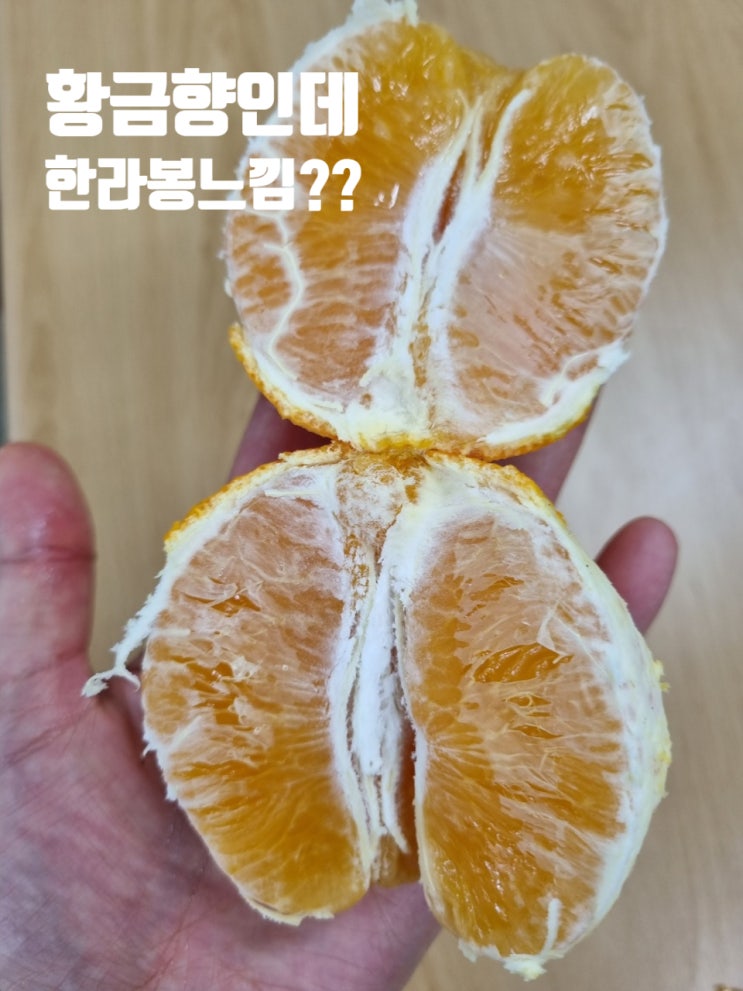  황금향 추천, 아꼼이네 제주 노지 황금향 10KG