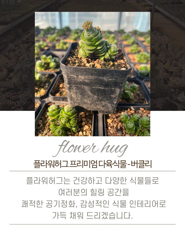  프리미엄 다육이 버클리 향기나는 다육이