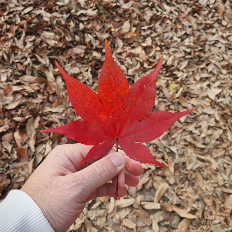  팔공산 등산 단풍구경 가산산성
