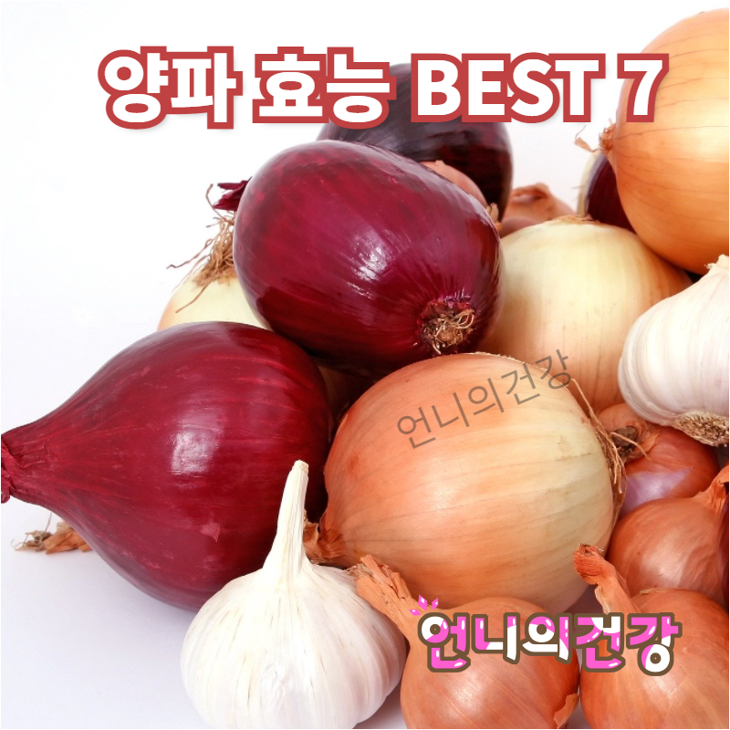 양파 효능 BEST7, 칼로리 부작용