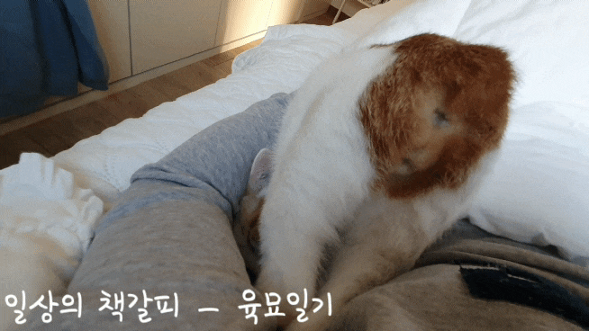  <2인2묘 라이프> 2021. 11. 24.~25. 애교쟁이 고양이들