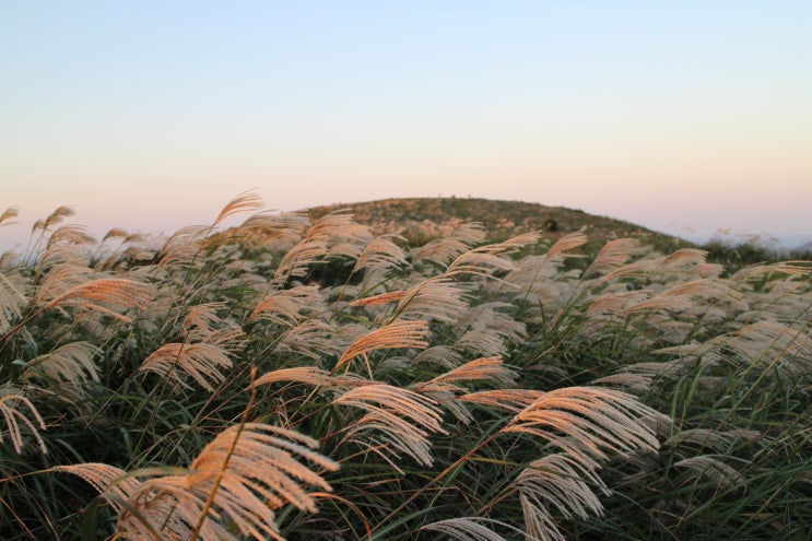  제주도 동쪽 가볼만한곳, 억새명소 모음