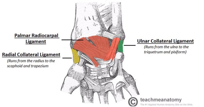 [해부학/관절] 상지 해부학(Joint of the upper limb)-손목관절 & 손목뼈사이 관절(Wrist ...