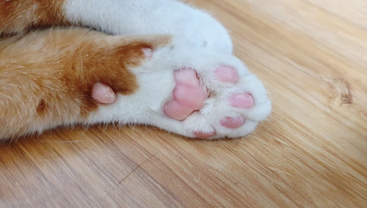  길에서 만나 간택당한 둘째 고양이 모리 이야기 (입양 & 합사)