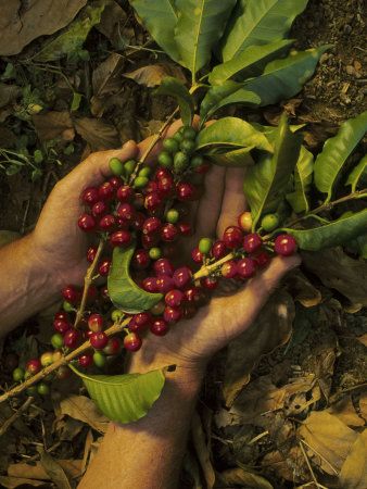 커피의 역사에 대해 알아보자 !! 커피 국제 바리스타 자격증 2급