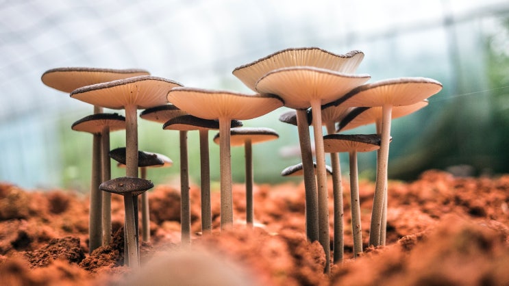 버섯산업기사 Industrial Engineer Mushroom