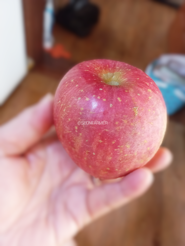  한번 맛보면 멈출 수 없는 경북 의성 사과 꾸르맛~!