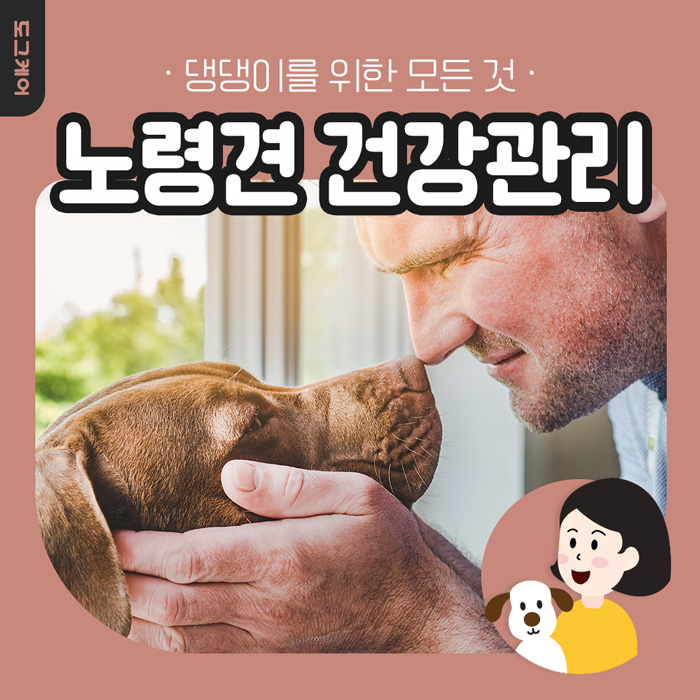  노령견 건강관리 방법 도그케어