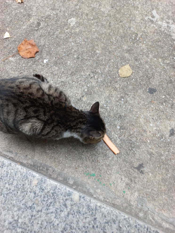  고양이 한 마리로 기분 좋았던 하루와 고양이 무료 분양에 대해 알아보다