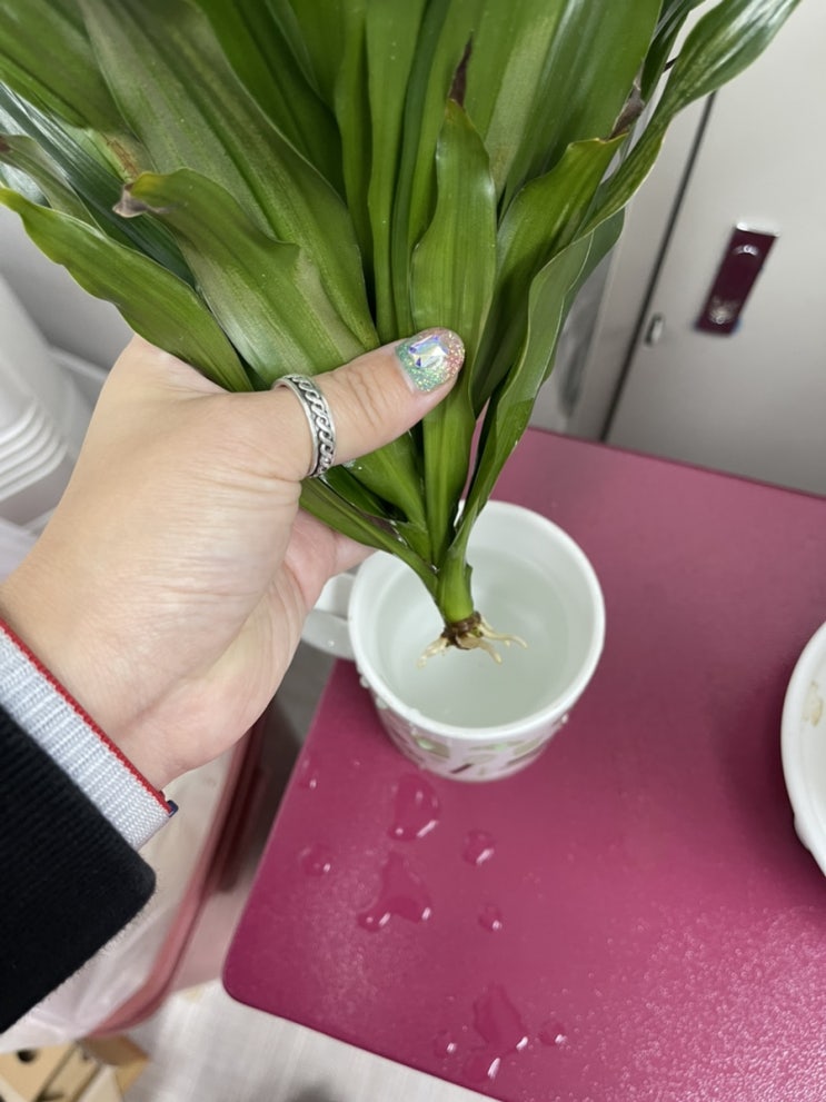  콤팩타 키우기