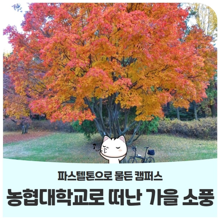 파스텔톤으로 물든 캠퍼스, 농협대학교로 떠난 가을 소풍 파스텔톤으로 물든 캠퍼스, 농협대학교로 떠난 가을 소풍