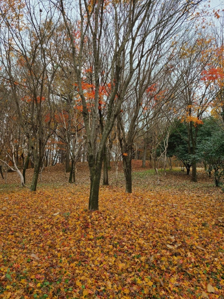  김제 가볼만한 곳, 초겨울에 김제 시민공원(김제 시민문화 체육공원)을 산책하다.