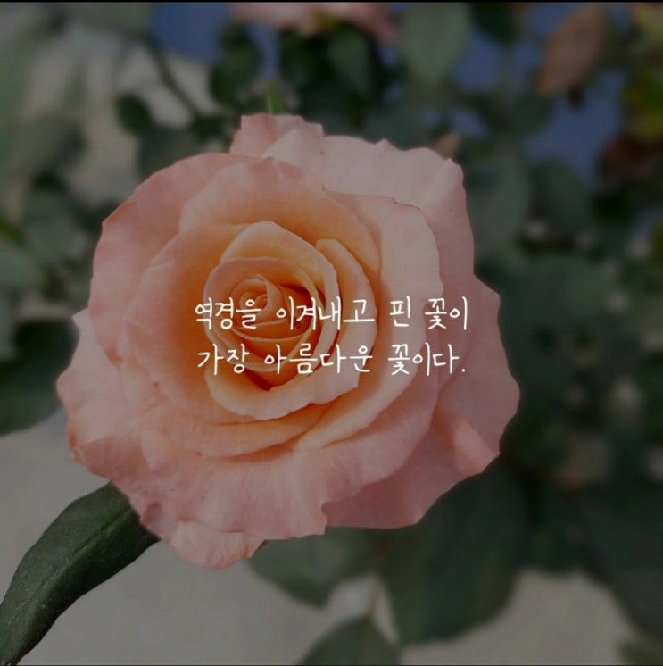  부거사이 [부동산 뉴스와 블로그] 11월 26일(금)