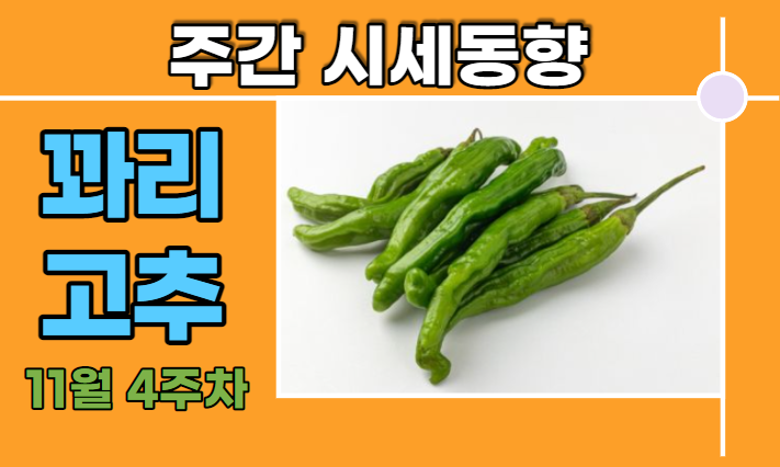  [경매사 주간보고] 11월 4주차 꽈리고추 경매동향은 어때요?